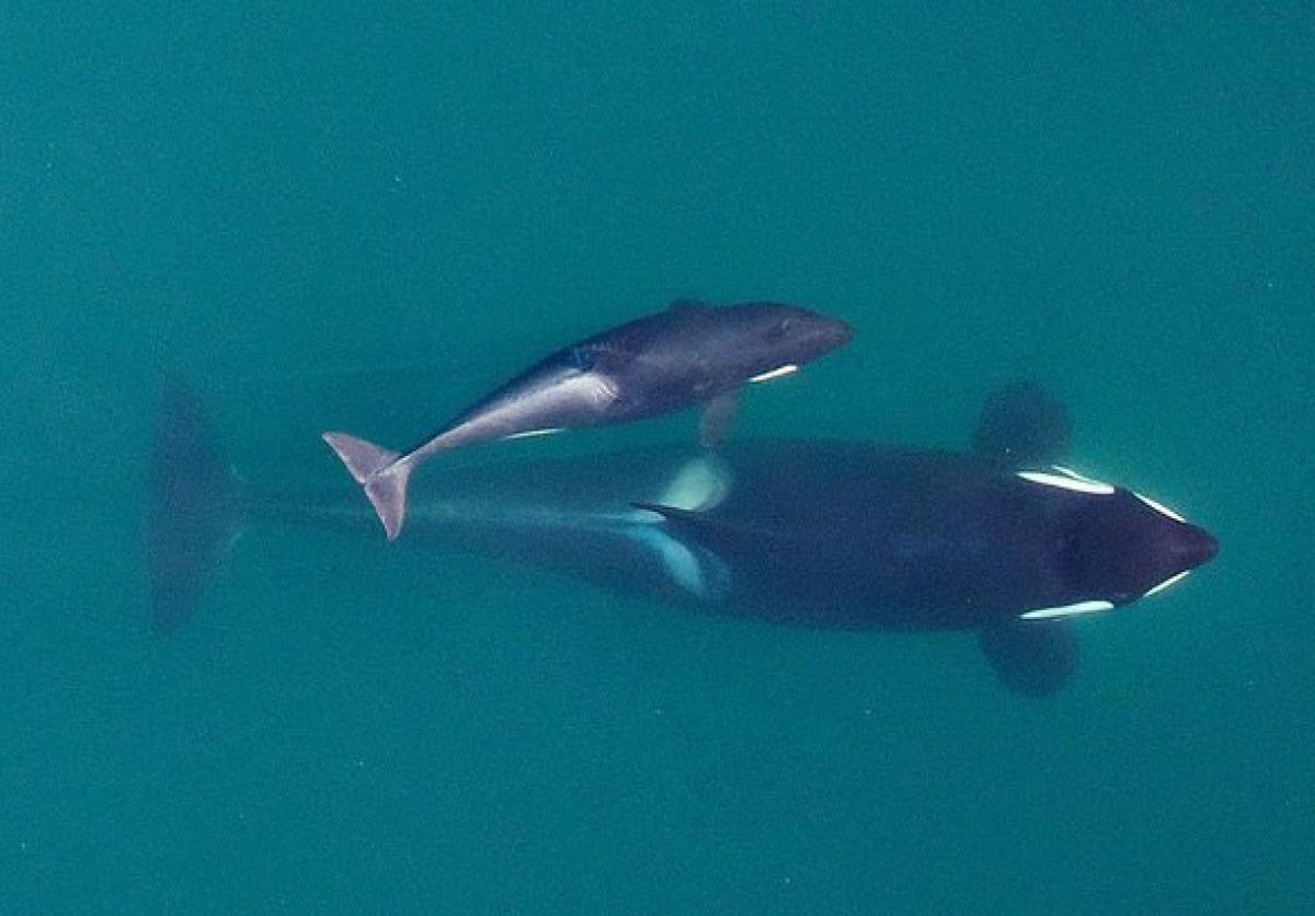 Mother and son orca swim together