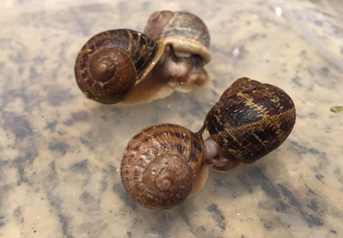 Courtship behavior in the little gray snail, photo credit Ric, Brewer, Little Gray Farms Escargots