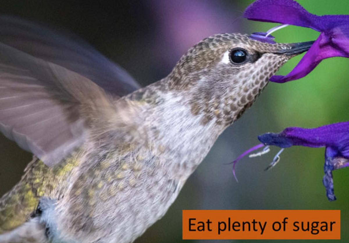 Hummingbirds eat plenty of sugar